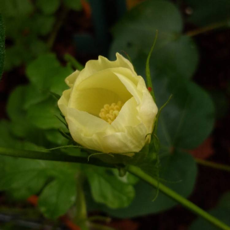 plant image 1377628