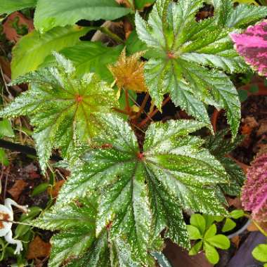 Begonia 'Gryphon'