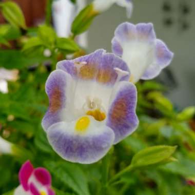 Torenia fournieri