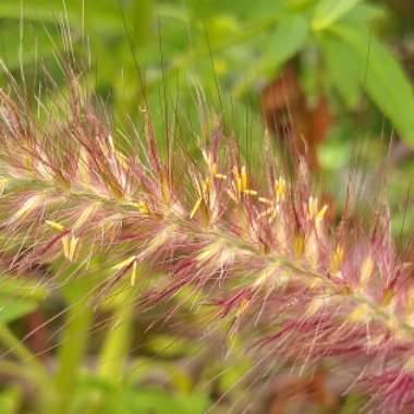 Pennisetum