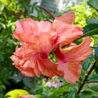 Hibiscus rosa-sinensis 'El Capitolio'