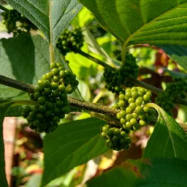 Callicarpa Americana