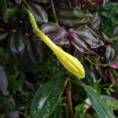 Epiphyllum guatemalense monstrosa