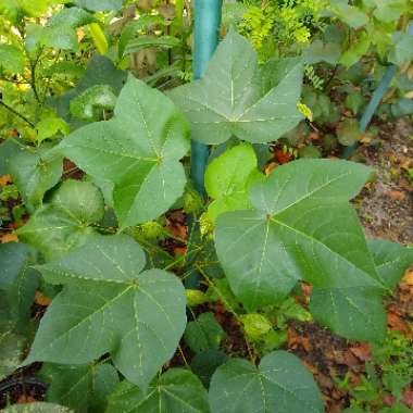 Gossypium hirsutum