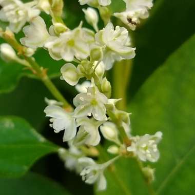 Fallopia baldschuanica