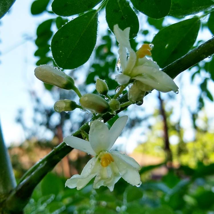 Plant image Moringa oleifera