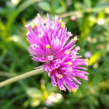 Gomphrena globosa