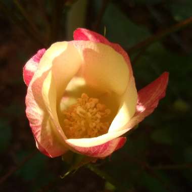 Gossypium hirsutum 'Red Foliated'