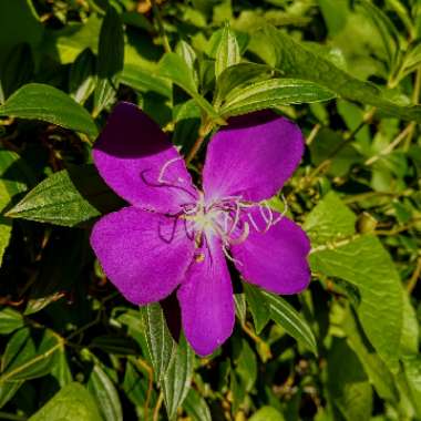 Tibouchina urvilleana