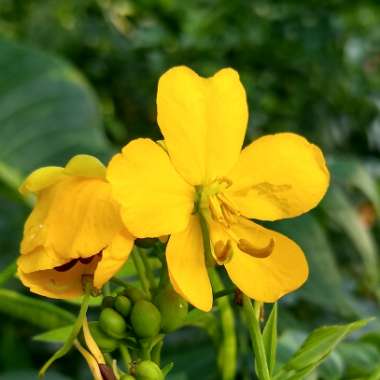 Cassia Hebecarpa syn. Senna hebecarpa