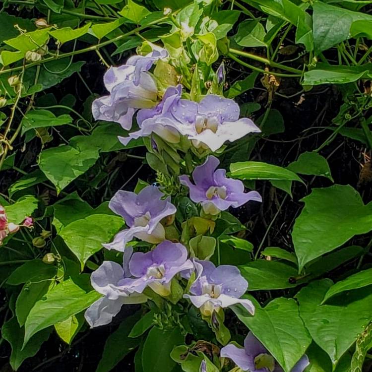 Plant image Thunbergia grandiflora