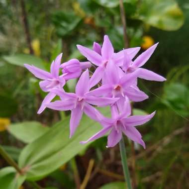 Tulbaghia violacea