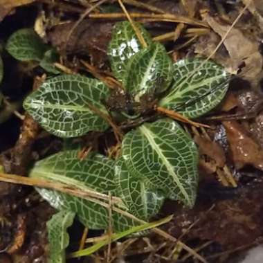 Goodyera pubescens