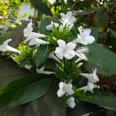 Barleria cristata