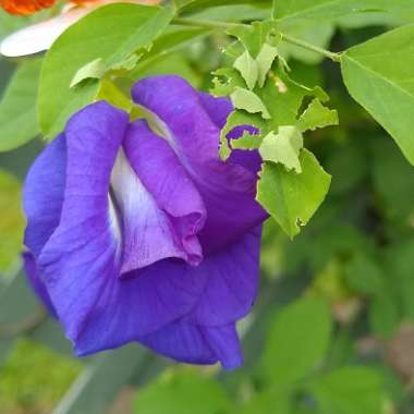 Clitoria ternatea