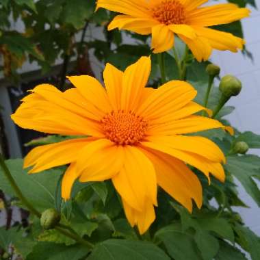 Tithonia diversifolia