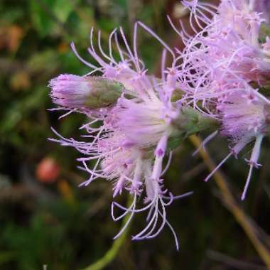 Lactuca sativa 'Deer Tongue'