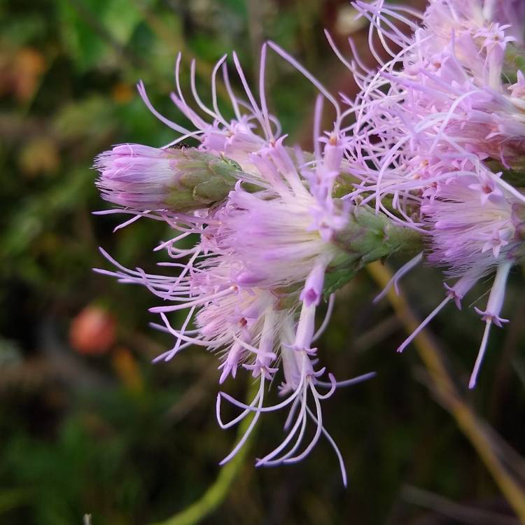 Plant image Lactuca sativa 'Deer Tongue'