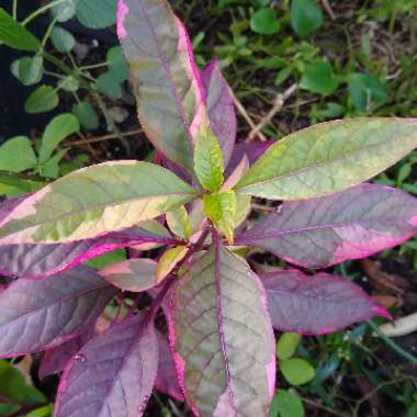 Alternanthera