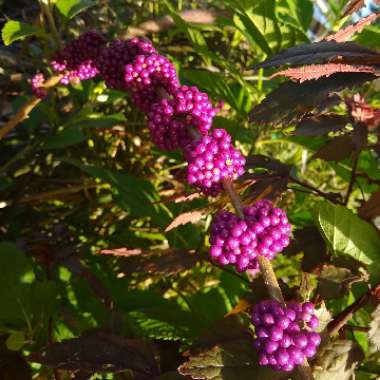 Callicarpa Americana