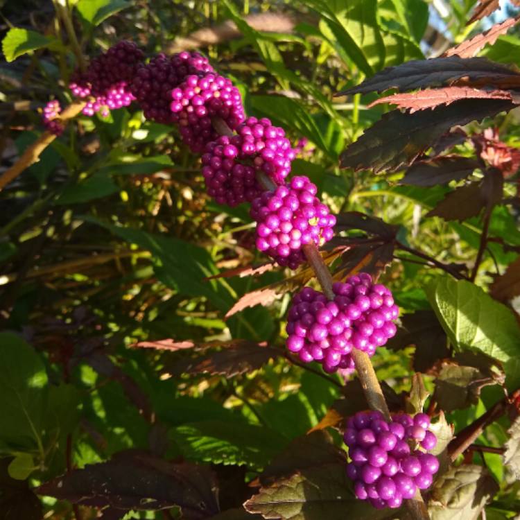 Plant image Callicarpa Americana