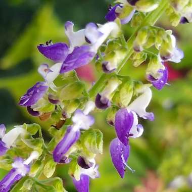 Solenostemon scutellarioides  syn. Plectranthus scutellarioides, Coleus scutellarioides, Coleus blumei