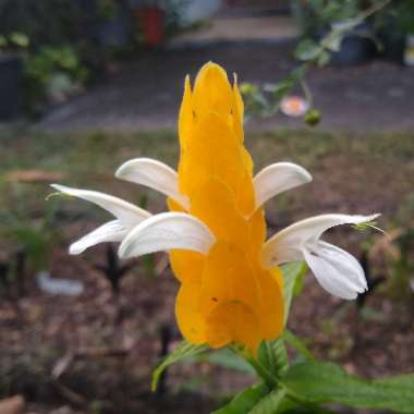 Pachystachys lutea