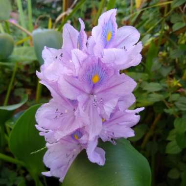 Eichhornia crassipes