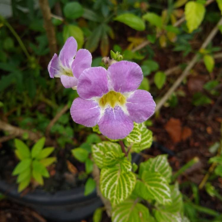 plant image 1413015