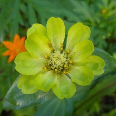 Zinnia elegans