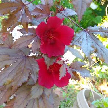 Hibiscus acetosella