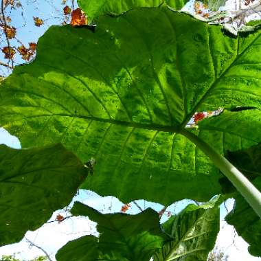 Alocasia macrorrhizos 'Borneo Giant'