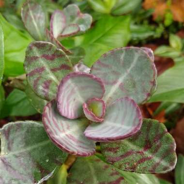 Kalanchoe Humilis