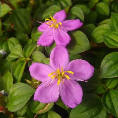 Centradenia floribunda