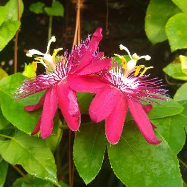 Passiflora 'Lady Margaret'