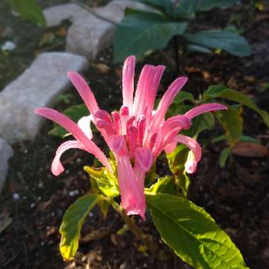 Justicia carnea