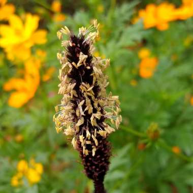 Pennisetum glaucum 'Purple Baron'