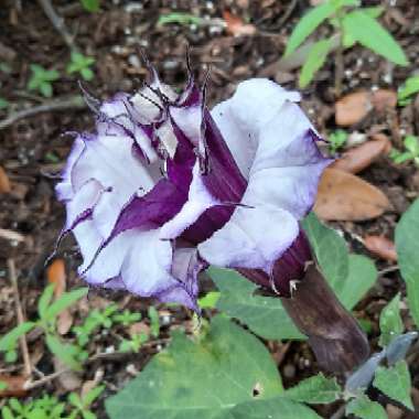 Datura metel 'Double Blackcurrant Swirl'