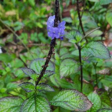 Stachytarpheta cayennensis