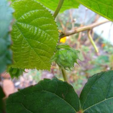 Dombeya Wallichii