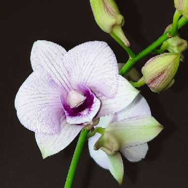 Dendrobium