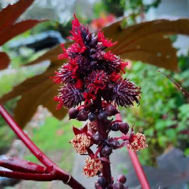 Ricinus communis