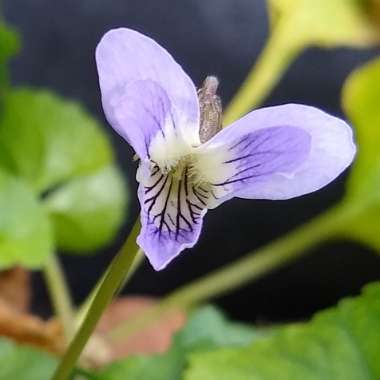 Viola odorata