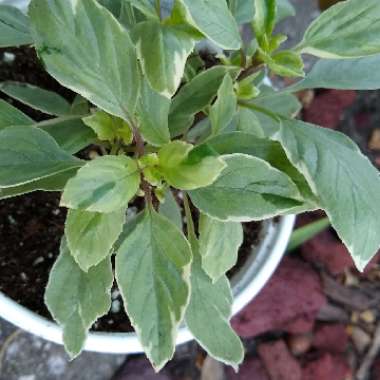 Ocimum x africanum 'Perpetuo' syn. Ocimum x africanum 'Pesto Perpetuo', Ocimum x citriodorum 'Pesto Perpetuo', Ocimum basilicum 'Perpetuo'