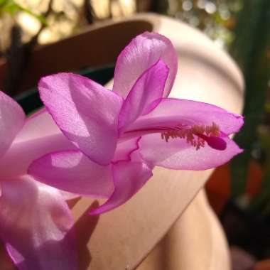 Schlumbergera truncata