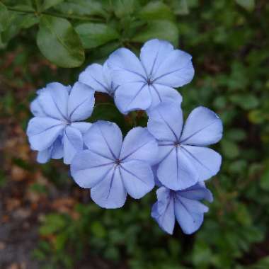 Plumbago auriculata  syn. Plumbago capensis