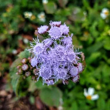 Ageratum houstonianum