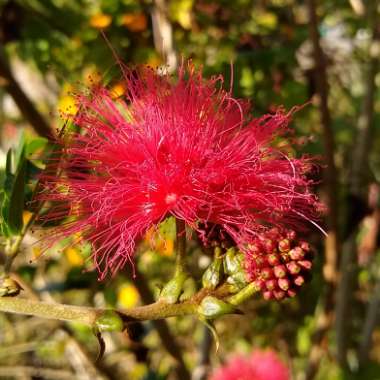 Calliandra haematocephala