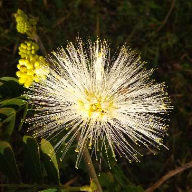 Calliandra