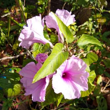 Ipomoea carnea